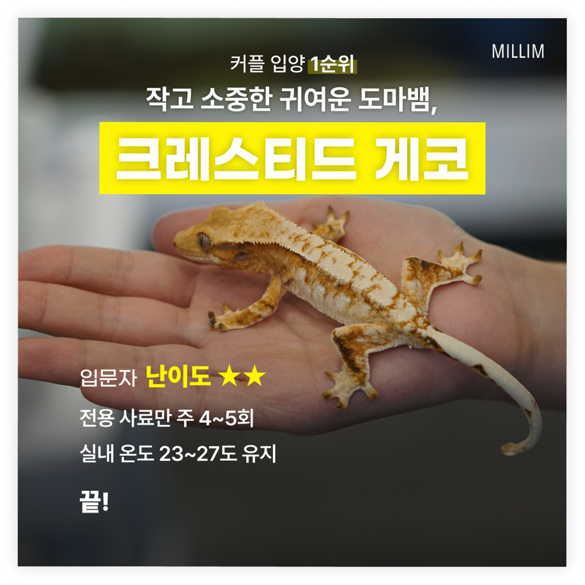 SNS 콘텐츠 디자인 14